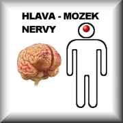 Hlava - Mozek, Nervy